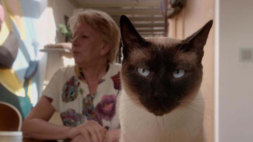 Cat Stories - still