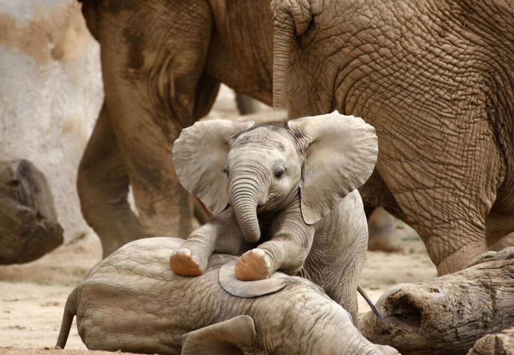 Elephants Up Close - still