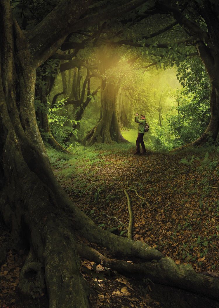 The Hidden Life of Trees - still