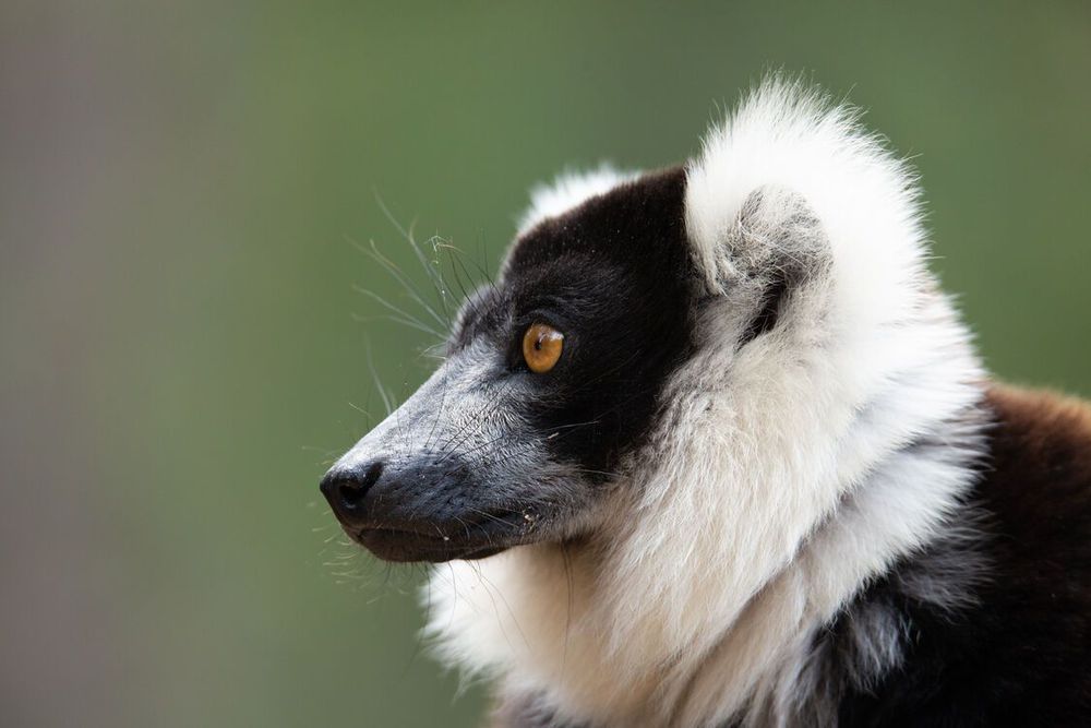 Nature on Tour: Madagascar - still