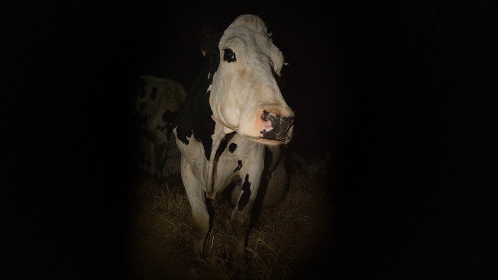 Cow - still