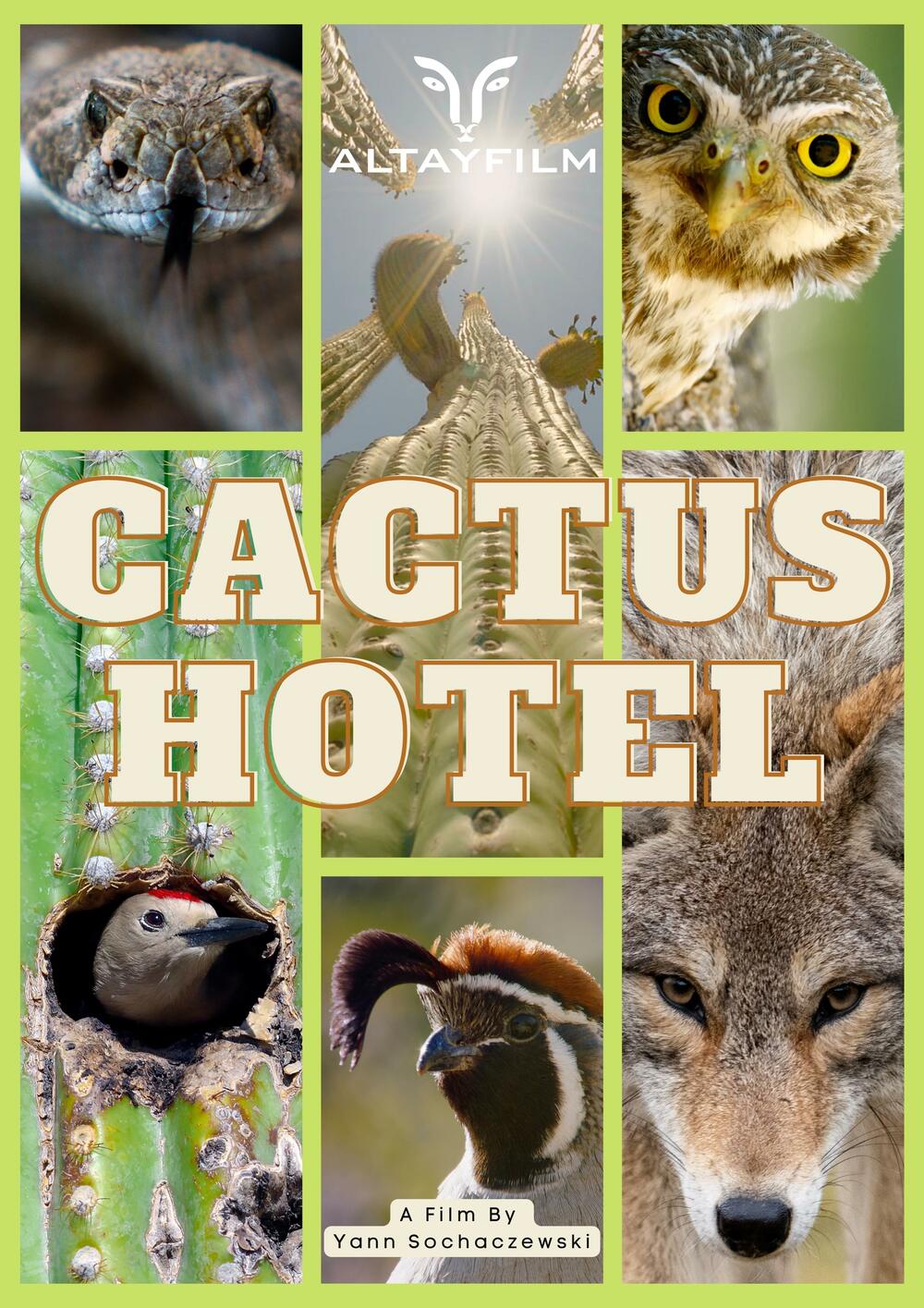 Cactus Hotel - still