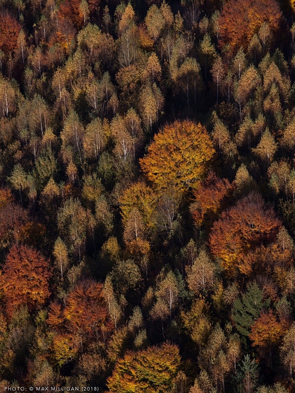 Untamed Romania - still